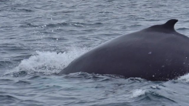 Whale going for a deep dive in slow motion