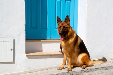 German Shepherd guards its white house with a bright blue door in a small Mediterranean village.