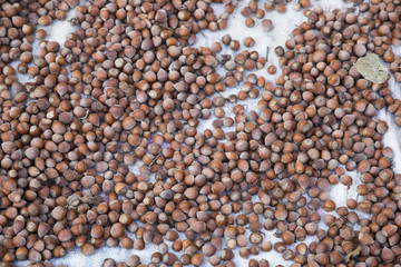 Hazelnuts. Food background, photo wallpaper.