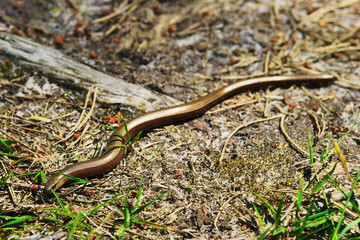 Slowworm, Anguis fragilis legless lizard also called blindworm or common slow worm slithering through forest floor. Pomerania, northern Poland.