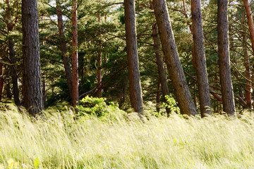 Pinewood with pine tree trunks and grass growing in forest understory. Scots or Scotch pine Pinus sylvestris trees in evergreen coniferous woodland. Pomerania, Baltic coast, northern Poland.