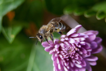 Bee Macro