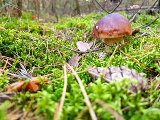 Detail shot of beautiful edible boletus edulis mushroom