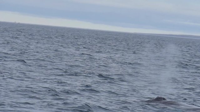 Whale breathing closeup