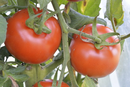 Red tomatoes growing on bush