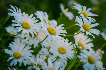 Obraz premium Field of daisy flowers
