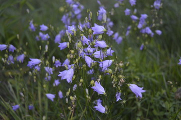 Bellflower - delicate blue wildflower
