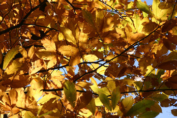Fototapeta premium Faggi e castagni in autunno nel bosco