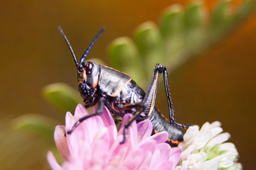 Grasshopper Macro