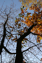 Faggi e castagni in autunno nel bosco