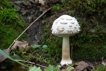 Close-up of white mushroom growing in forest, potentially poisonous fungus Shaggy parasol (Chlorophyllum rhacodes), late summer, Europe
