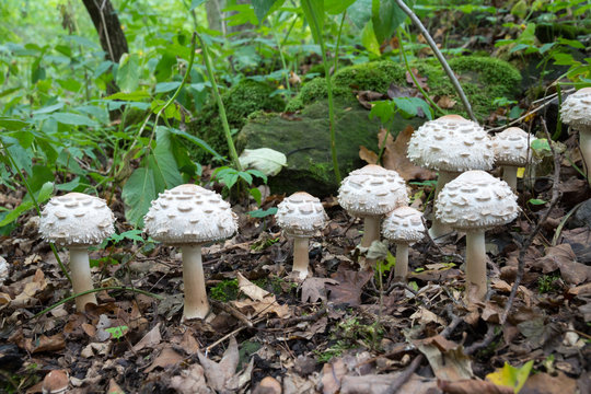 Group of many white mushrooms growing in forest, potentially poisonous fungus Shaggy parasol (Chlorophyllum rhacodes), late summer, Europe