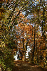 Obraz premium Faggi e castagni in autunno nel bosco