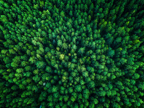 Green Forest, view from above, top view, toned © lukjonis