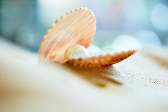shell with a pearl