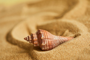 shells on the sand