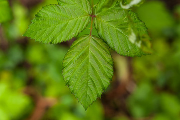 Fototapeta na wymiar green leaf
