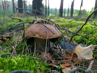 Detail shot of beautiful edible boletus edulis mushroom