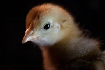 Baby Chick