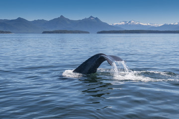 Humpback Whale Fluke and Alaska Scenery