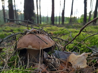 Detail shot of beautiful edible boletus edulis mushroom