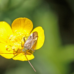 fiore giallo 
