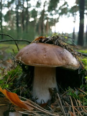 Detail shot of beautiful edible boletus edulis mushroom