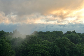 mist in the trees