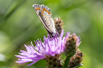 farfalla su fiore lilla 
