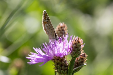 farfalla su fiore lilla 