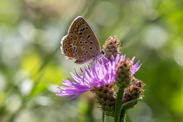 farfalla su fiore lilla 
