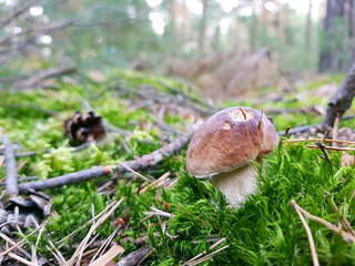 Detail shot of beautiful edible boletus edulis mushroom