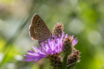 farfalla su fiore lilla 