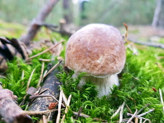 Detail shot of beautiful edible boletus edulis mushroom