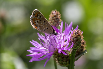 farfalla 