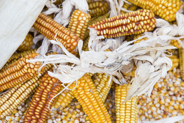 A pile of corn cob. Dried corn background 
