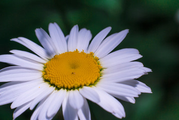 Chamomile close up macro