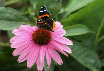 Fototapeta na wymiar Black, white and orange butterfly on a pink flower up close