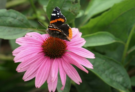 Black, white and orange butterfly on a pink flower up close