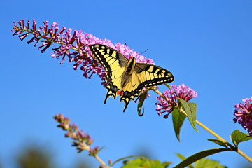 beautiful butterfly on beautiful flowers