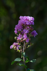 Obraz premium Fiore autunnale 