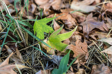 autunno