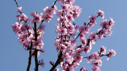 Fiori di pesco rosa in primavera