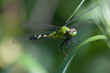 Green Dragonfly