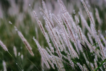 autumn plant in thr garden close up