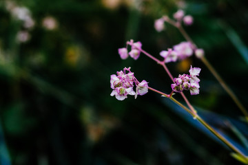autumn flowers in the garden close up. plant background