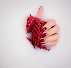 beauty girls hands with manicure in milk hold roses