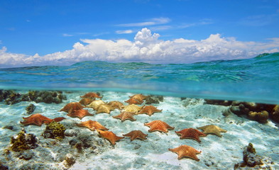 Seascape over and under water surface cloudy blue sky with starfishes underwater