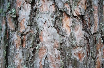 Bark of tree. Wood texture.