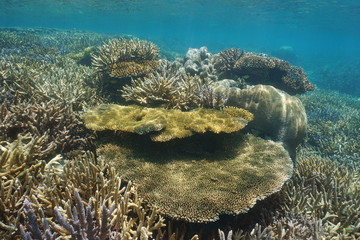 Corals underwater on a shallow reef in the lagoon of Grande Terre island in New Caledonia, south Pacific ocean, Oceania